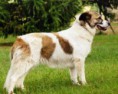 CÃO DAS MONTANHAS DOS ATLAS